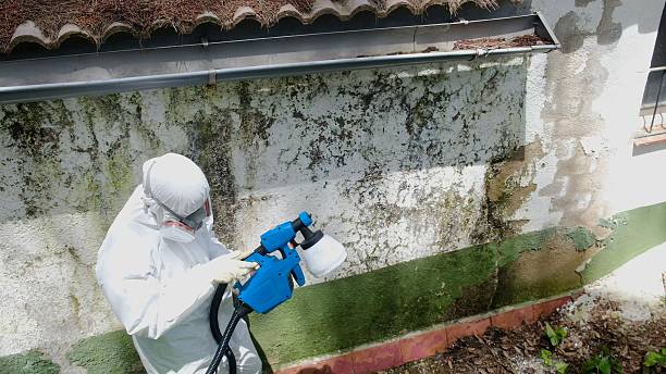 Top rated local Mold Remediation specialists in Roswell, GA